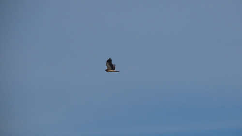 Águila calzada