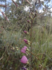 Sidalcea asprella