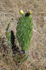 Opuntia lasiacantha