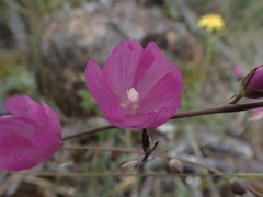 Sidalcea asprella