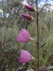 Sidalcea asprella