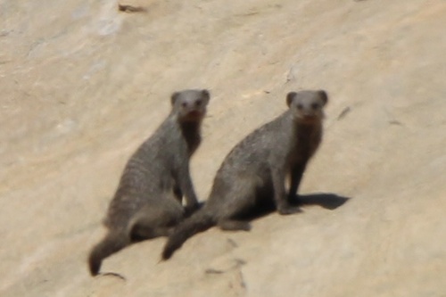 Banded Mongoose