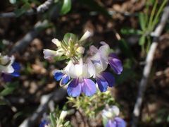 Collinsia grandiflora