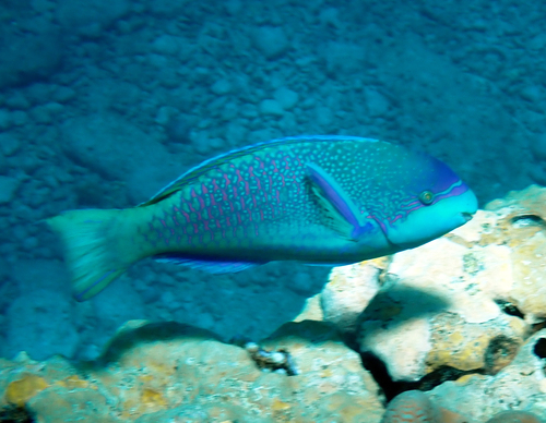 Scarus globiceps observed 2026-10-10