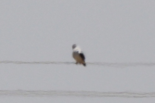 Black-winged Kite