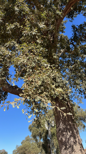 valley oak