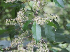 Prunus grayana