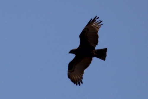 Brown Snake-Eagle