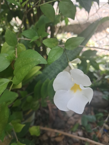 Thunbergia erecta observed 2026-10-11