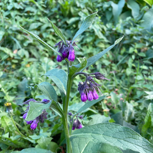common comfrey
