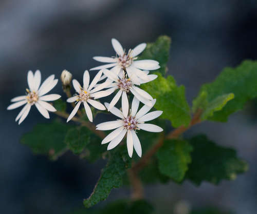 Image of Olearia rugosa by (c) Chris Clarke, some rights reserved (CC BY)