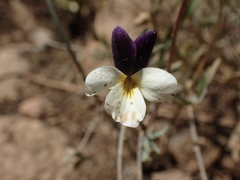 Viola hallii
