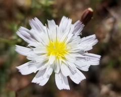 Malacothrix floccifera