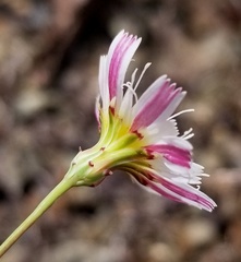 Malacothrix floccifera