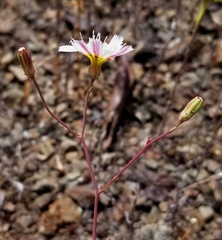 Malacothrix floccifera