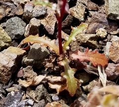 Malacothrix floccifera
