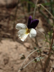 Viola hallii