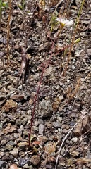 Malacothrix floccifera