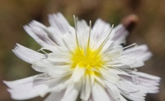 Malacothrix floccifera