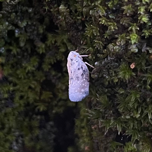 Citrus Flatid Planthopper
