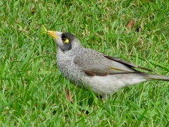 Manorina melanocephala