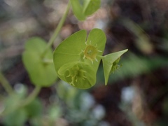 Euphorbia crenulata