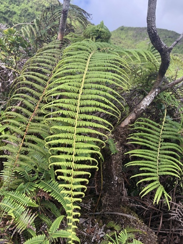 Diplopterygium pinnatum