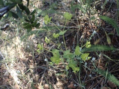 Euphorbia crenulata