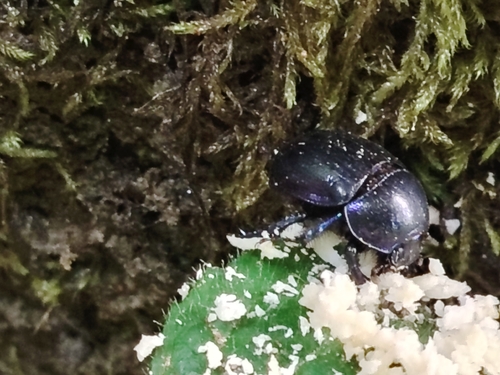 Woodland Dor Beetle