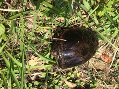 Kinosternon herrerai