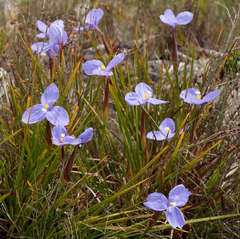 Patersonia occidentalis occidentalis