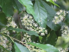 Prunus grayana
