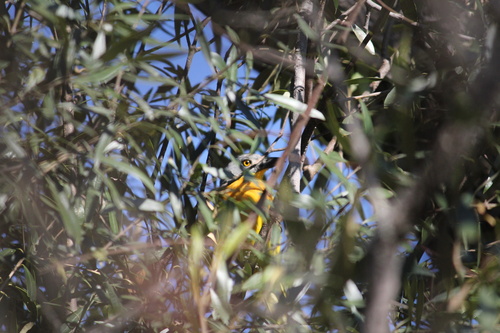 iNaturalist image
