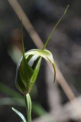 Pterostylis ampliata