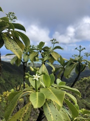 Psychotria mariniana