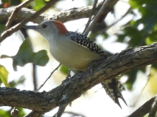 Red-bellied Woodpecker