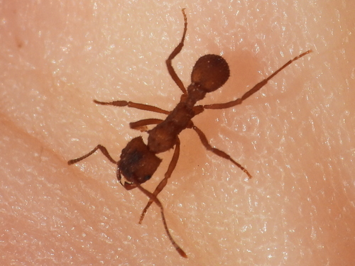 Northern Fungus-farming Ant