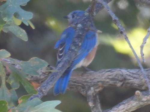 Eastern Bluebird