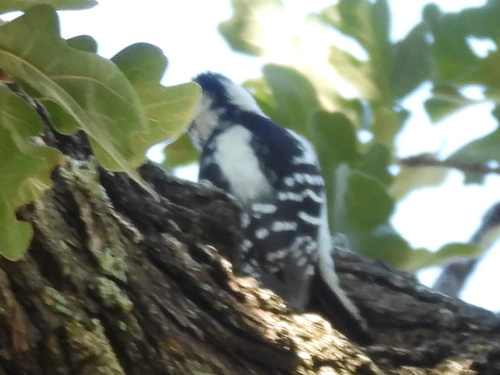 Downy Woodpecker