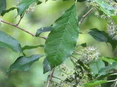 Prunus grayana