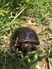 Kinosternon herrerai