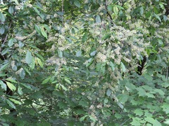 Prunus grayana