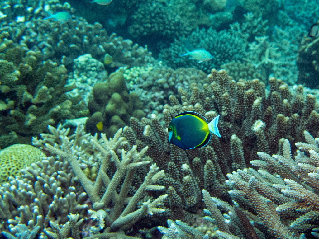 Japanese Surgeonfish