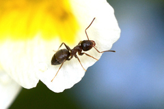 Lasius pallitarsis