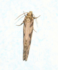 Amydria anceps