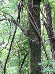 Prunus grayana