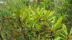 Banksia paludosa