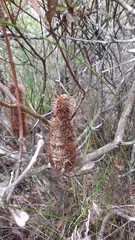 Banksia paludosa
