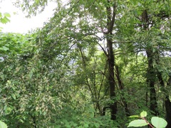 Prunus grayana
