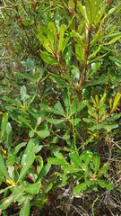 Banksia paludosa